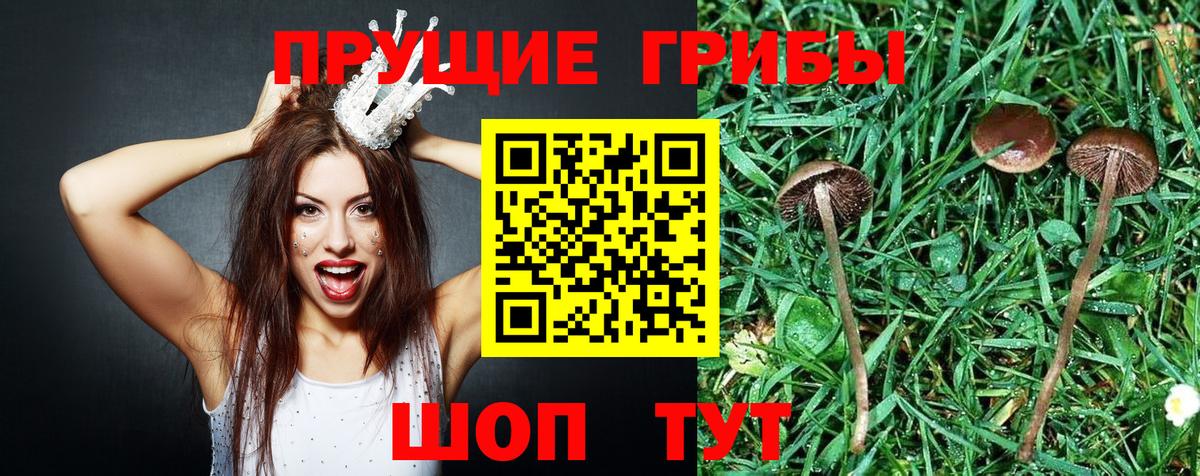 Псилоцибиновые грибы GOLDEN TEACHER  Вход с VPN  Псилоцибиновые грибы GOLDEN TEACHER  Кропоткин 